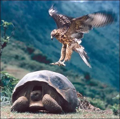 Les les Galapagos sont clbres pour leur faune unique au monde :  quel pays appartient cet archipel ?