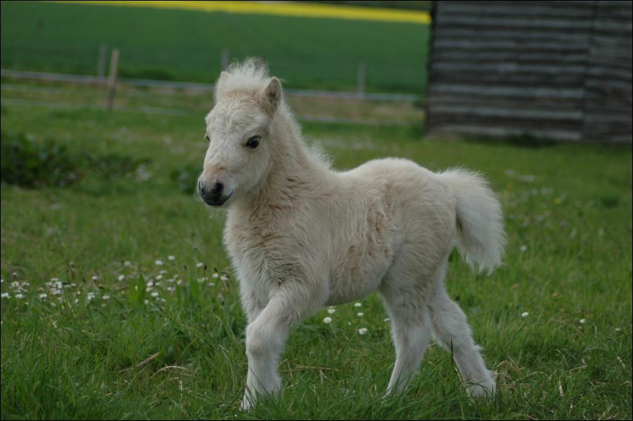 Quizz Robes Quiz Chevaux