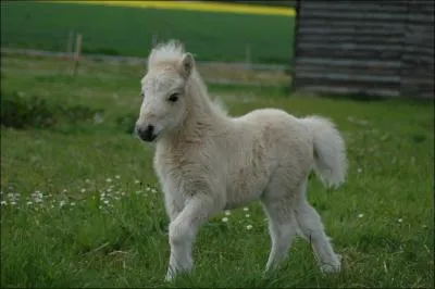 Quelle est la robe de ce poulain ?
