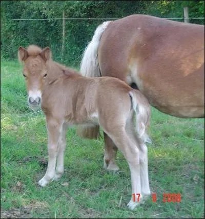 Quelle est la robe de ce poulain ?
