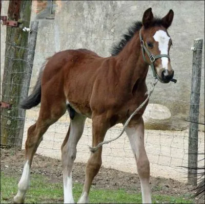 Quelle est la robe de ce poulain ?