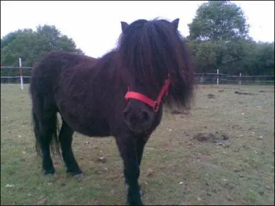 Quelle est la robe de ce poney ?