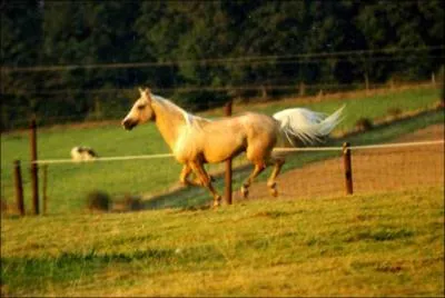 Quelle est la robe de ce cheval ?