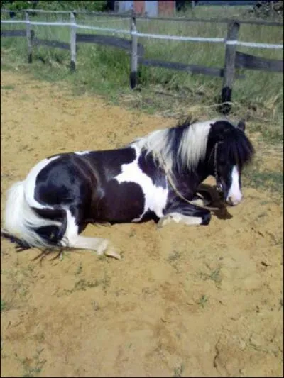 Quelle est la robe de ce cheval ?