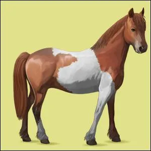 Ce cheval est :
