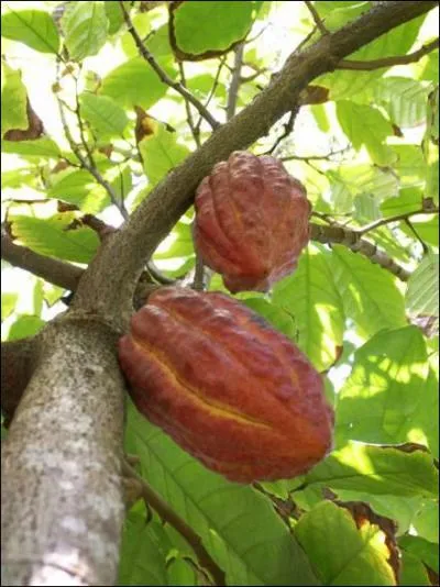 Quel mot désigne la graine du cacaoyer ?