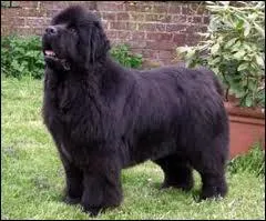 Quelle est la race de ce chien ?