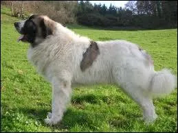 Quelle est la race de ce chien ?