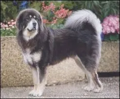 Quelle est la race de ce chien ?