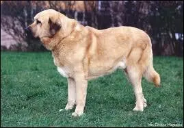 Quelle est la race de ce chien ?