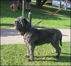 Quelle est la race de ce chien ?