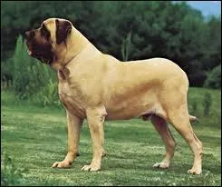 Quelle est la race de ce chien ?