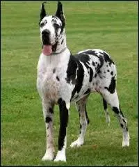 Quelle est la race de ce chien ?