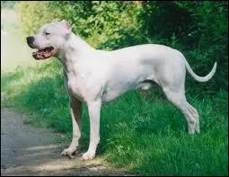 Quelle est la race de ce chien ?