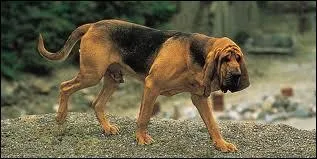 Quelle est la race de ce chien ?