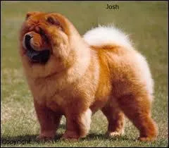 Quelle est la race de ce chien ?