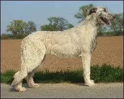 Quelle est la race de ce chien ?