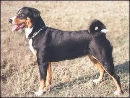 Quelle est la race de ce chien ?