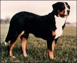 Quelle est la race de ce chien ?