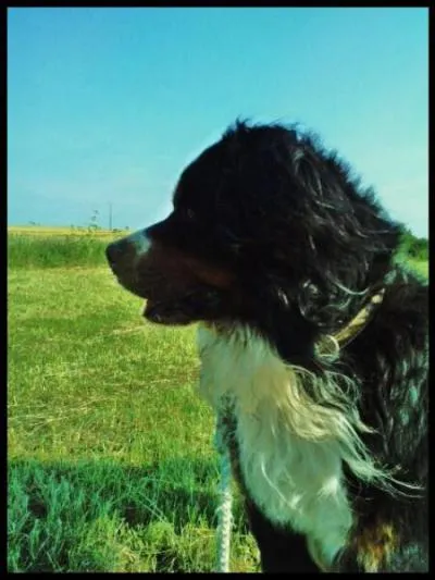Quelle est la race de ce chien ?