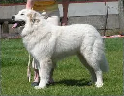 Quelle est la race de ce chien ?