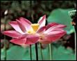Il existe un lotus comestible en Chine. A quoi servent ses feuilles ?