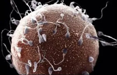 Lorsqu´un couple a du mal à procréer, on lui propose la fécondation...