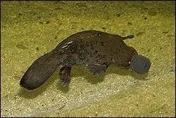 L'ornithorynque est un mammifre :