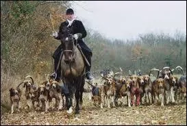 Poursuivre un animal sauvage avec une meute de chiens c'est ... .