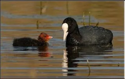 Quel est donc cet oiseau avec son petit ?