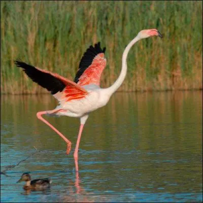 Connais-tu ce grand oiseau si joliment color ?