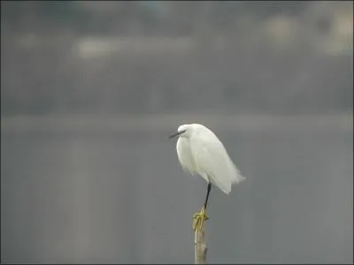 Bel oiseau blanc, qui es-tu ?
