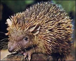 Comment s'appelle cet animal ?