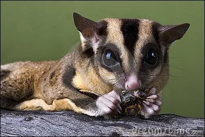 Comment s'appelle cet animal ?