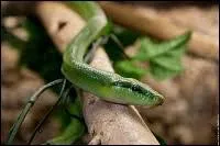 Comment s'appelle cet animal ?