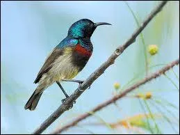 Comment s'appelle cet animal ?