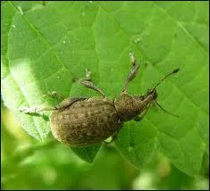 Comment s'appelle cet animal ?