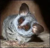 Comment s'appelle cet animal ?