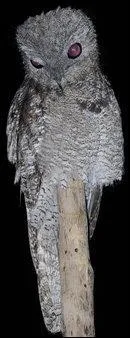 Comment s'appelle cet animal ?