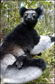 Comment s'appelle cet animal ?