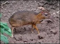 Comment s'appelle cet animal ?