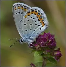 Comment s'appelle cet animal ?