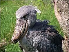 Quiz Animaux