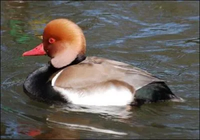 Ma tte est brun orang et mon bec rouge corail. Je suis cousine des canards. Ma poitrine, une partie de ma queue et de mon ventre sont noirs. Mes flancs eux, sont blancs :