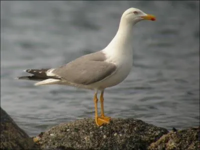 Je pratique souvent le vol  voile et je suis un excellent pcheur. La pointe de mon bec a une tache rouge. Mon poitrail est blanc et mon manteau est plutt gris :