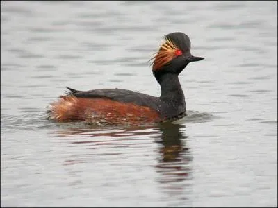 Ma tte est 'bombe' et noire. Mon cou est galement noir; en priode nuptiale, j'ai des soies jaunes au-dessus des yeux , un dos noir et les flancs roux :