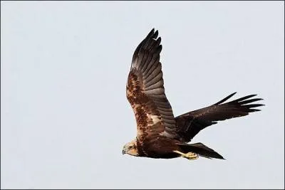 Je suis un rapace adulte avec le bout des ailes trs noirs et la queue gris-bleu clair uni. Une tte blanc jauntre. Je vis dans les roselires des milieux humides :