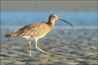 J'ai un bec trs long et courb. J'ai un plumage ray et tachet de gris bruntre. En vol j'ai une marque dorsale blanche pointue :