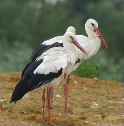 Je suis un grand chassier migrateur avec un long cou blanc et des longues pattes rouges. Mon bec rouge est long et fin comme un poignard. Mon plumage est  dominante blanc et le bord des ailes noirs