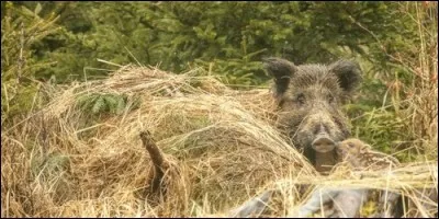 Comment appelle-t-on le nid des bébés sangliers, qui se trouve aussi être le récipient préféré des sorcières ?